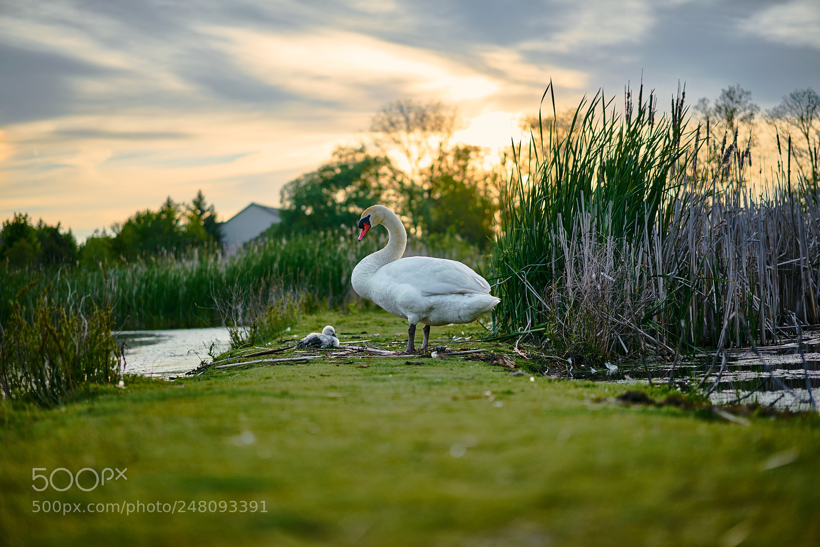 Sony a7 II sample photo. * the child guardian * photography