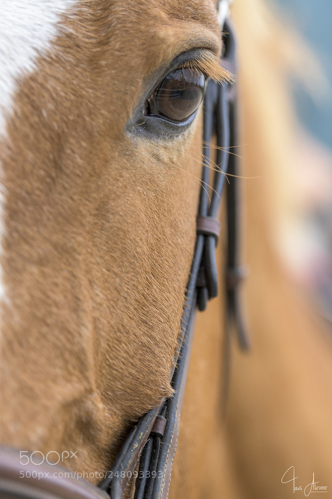 Nikon D5 sample photo. Details matter, right myrtre? photography