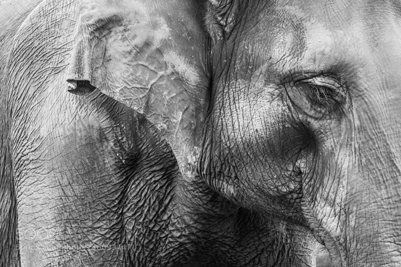 Nikon D810 sample photo. Elephant photography