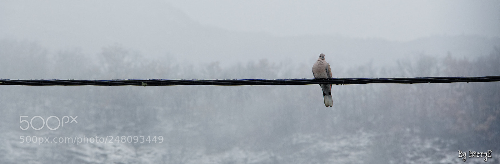 Canon EOS 700D (EOS Rebel T5i / EOS Kiss X7i) sample photo. Turtledove photography