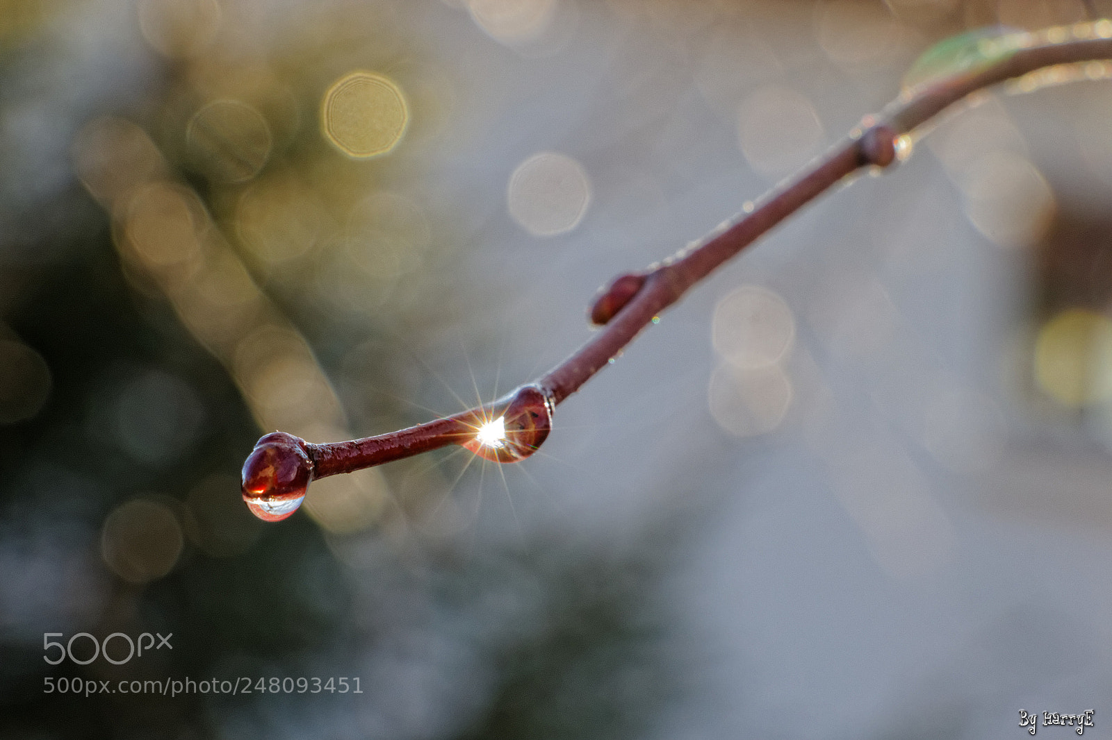 Canon EOS 700D (EOS Rebel T5i / EOS Kiss X7i) sample photo. Little branch photography