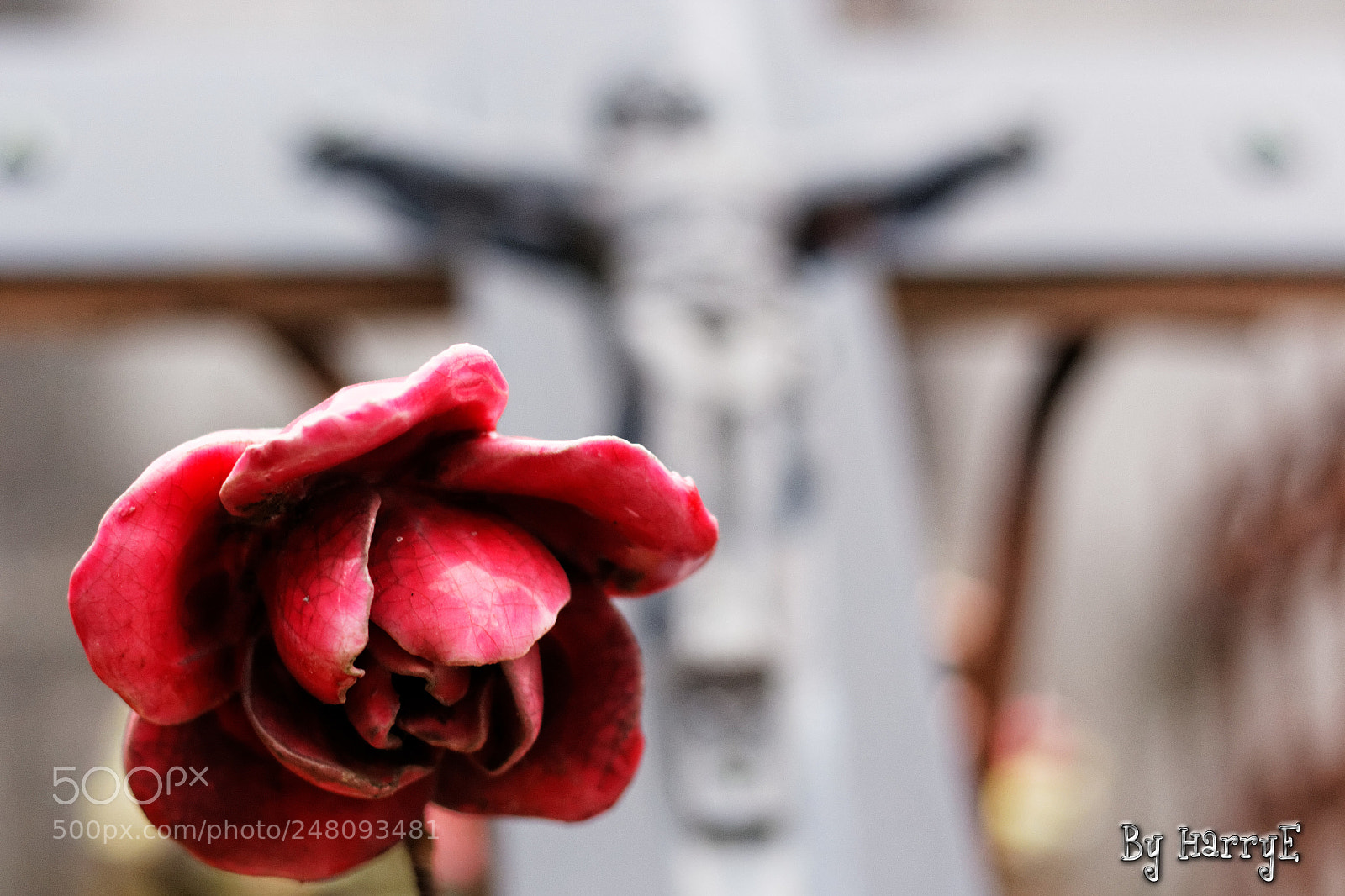 Canon EOS 700D (EOS Rebel T5i / EOS Kiss X7i) + Canon EF 50mm F1.8 STM sample photo. Rose in gaveyard photography
