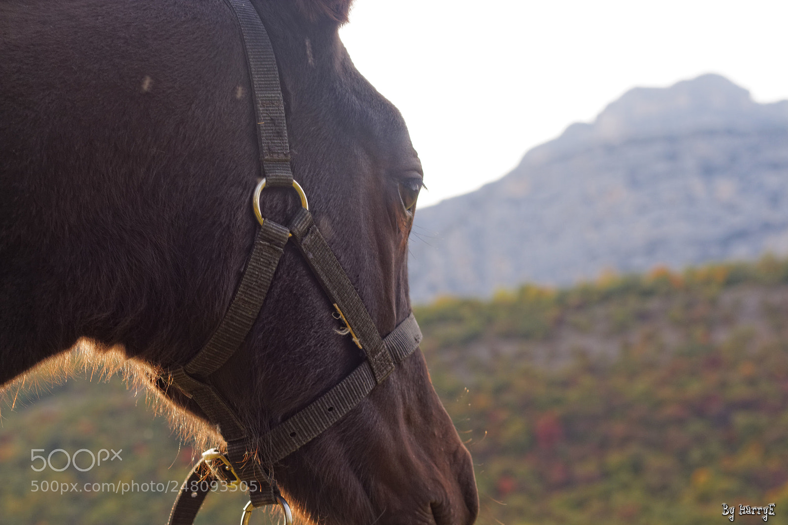 Canon EOS 700D (EOS Rebel T5i / EOS Kiss X7i) + Canon EF 50mm F1.8 STM sample photo. Horse photography