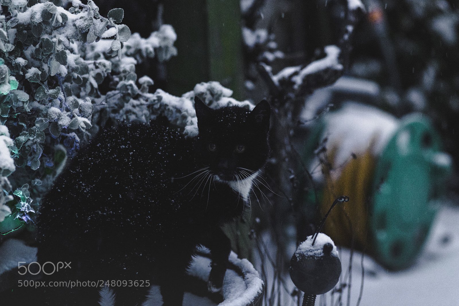 Canon EOS 6D Mark II sample photo. Img photography