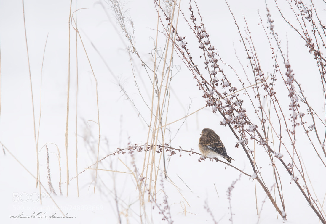 Nikon D800 sample photo. Survival photography