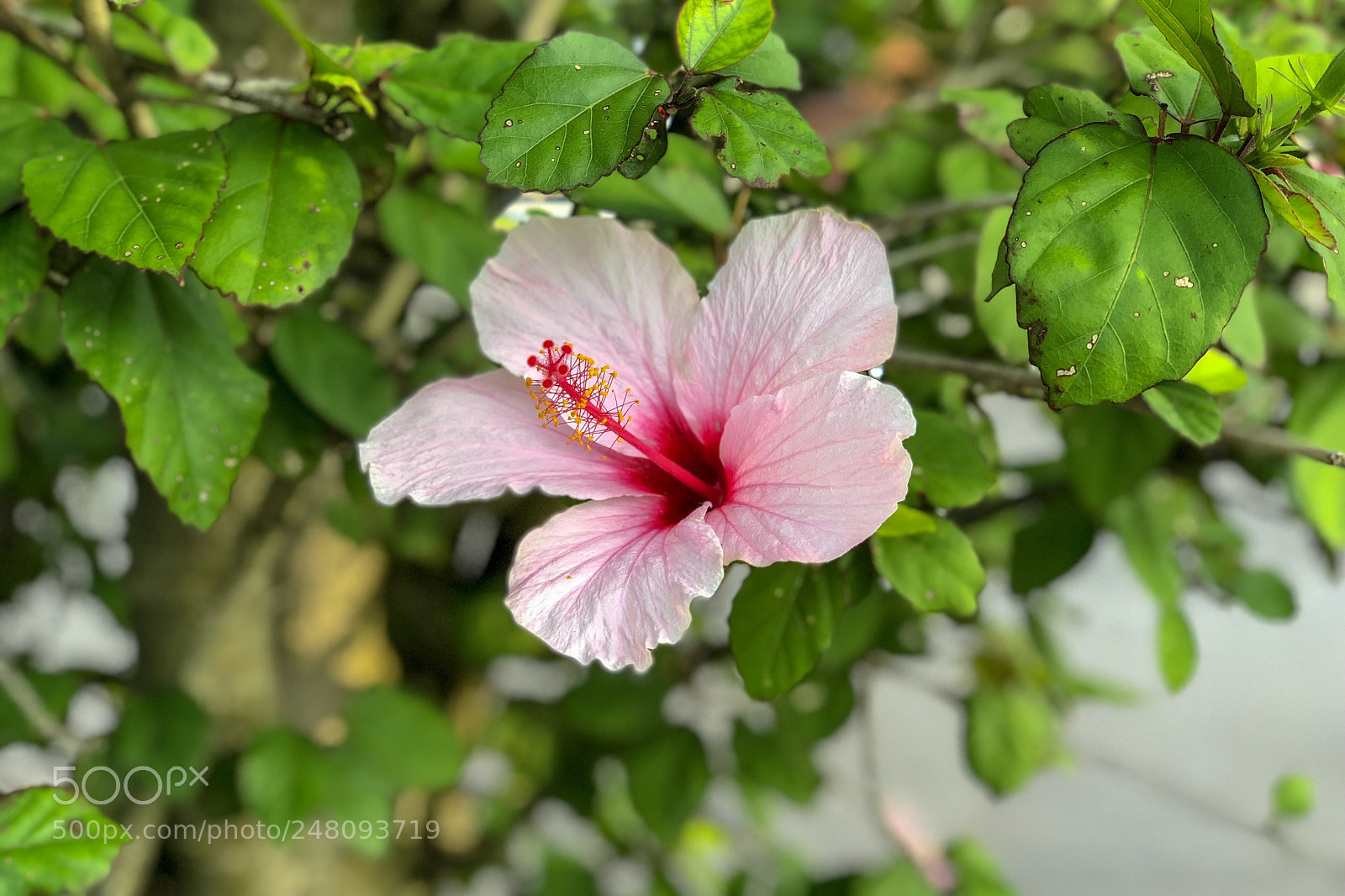 Apple iPhone X sample photo. The morning beauty photography