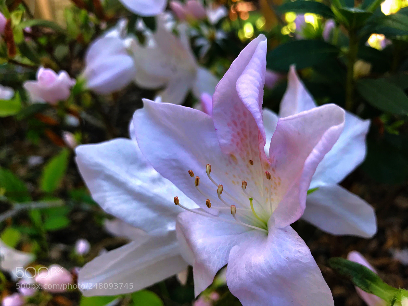 Apple iPhone 7 Plus sample photo. Neighbor’s flower photography