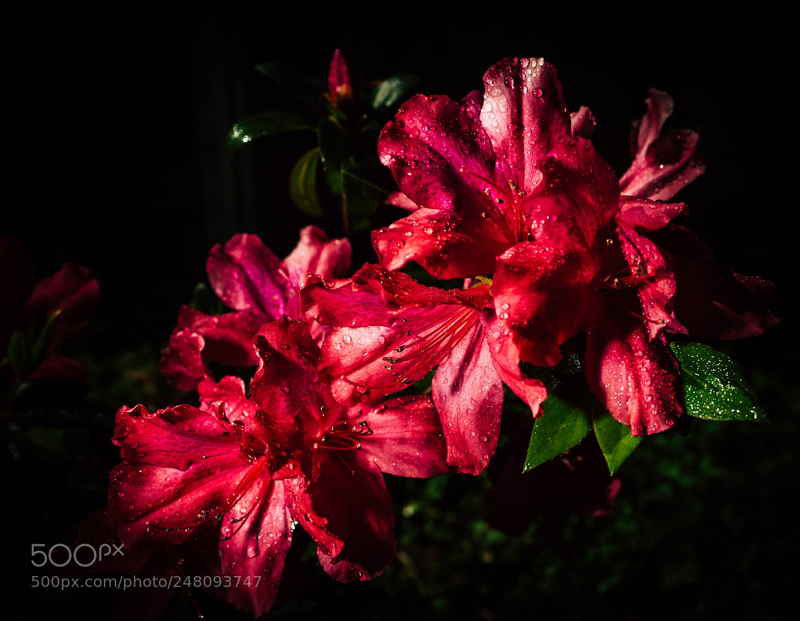 Nikon D700 sample photo. Azalea photography