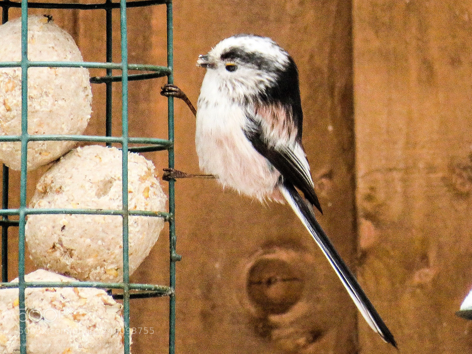 Canon PowerShot SX540 HS sample photo. Long tailed tit photography