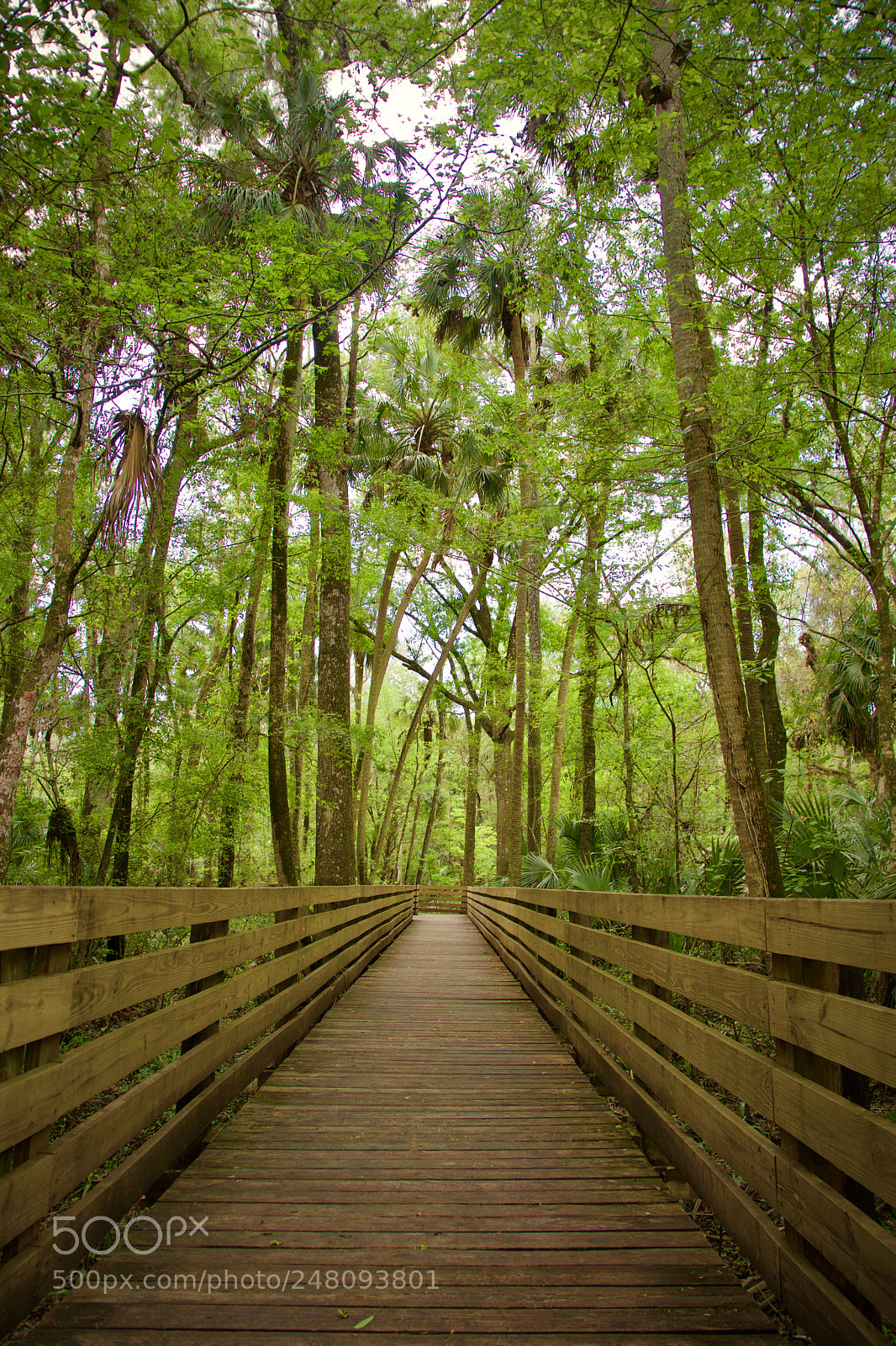 Canon EOS 80D sample photo. Thonotosassa florida. trout creek photography