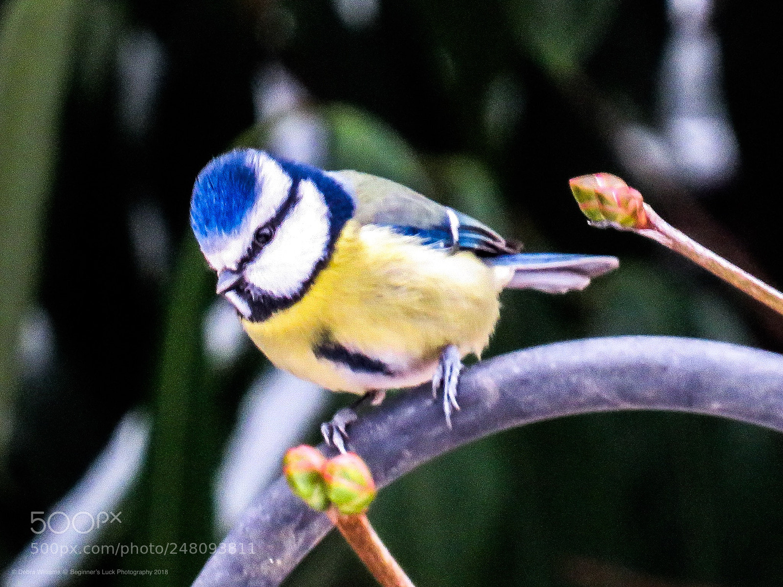 Canon PowerShot SX540 HS sample photo. Blue tit photography