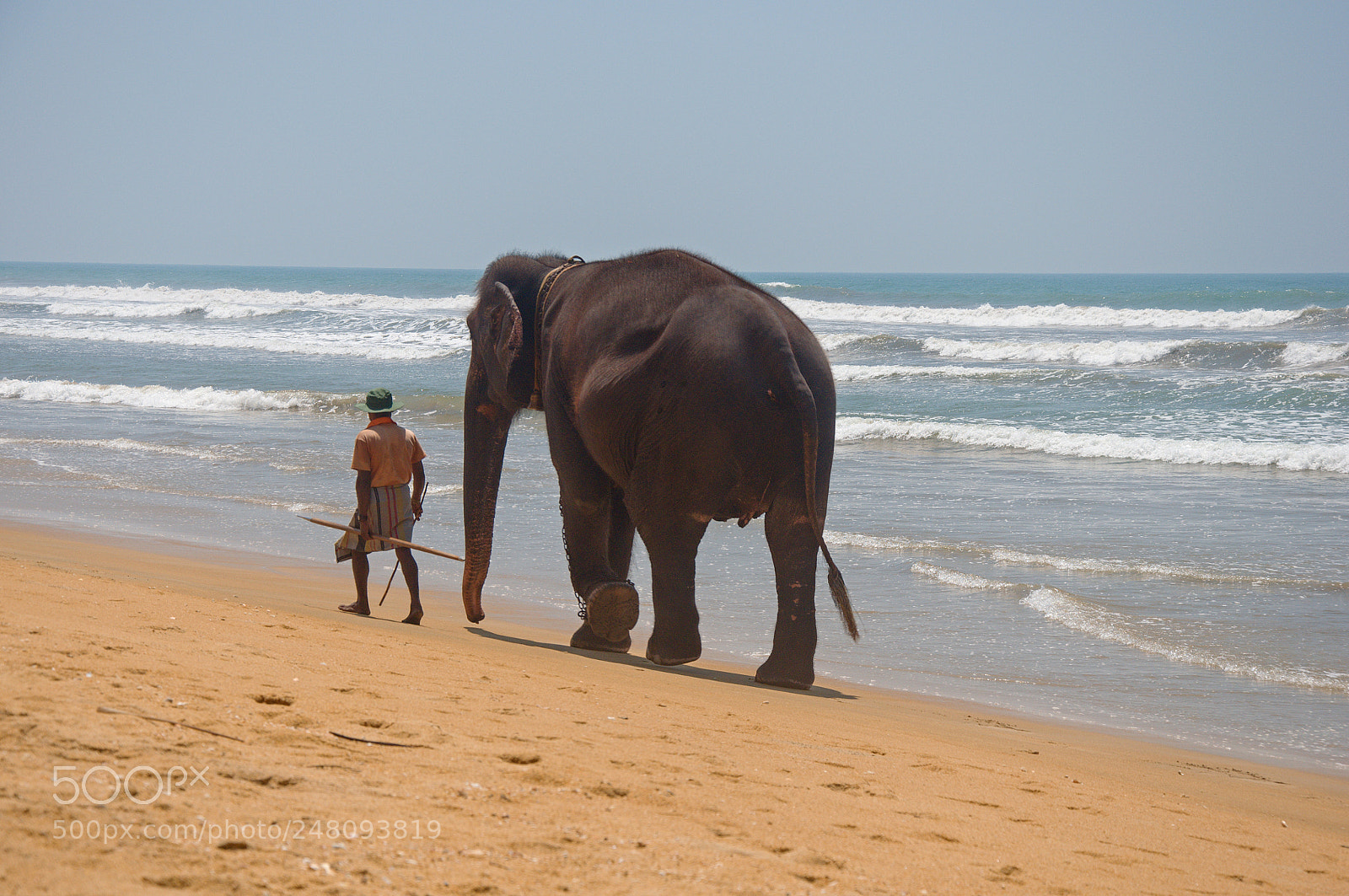 Nikon D90 sample photo. Elephant photography