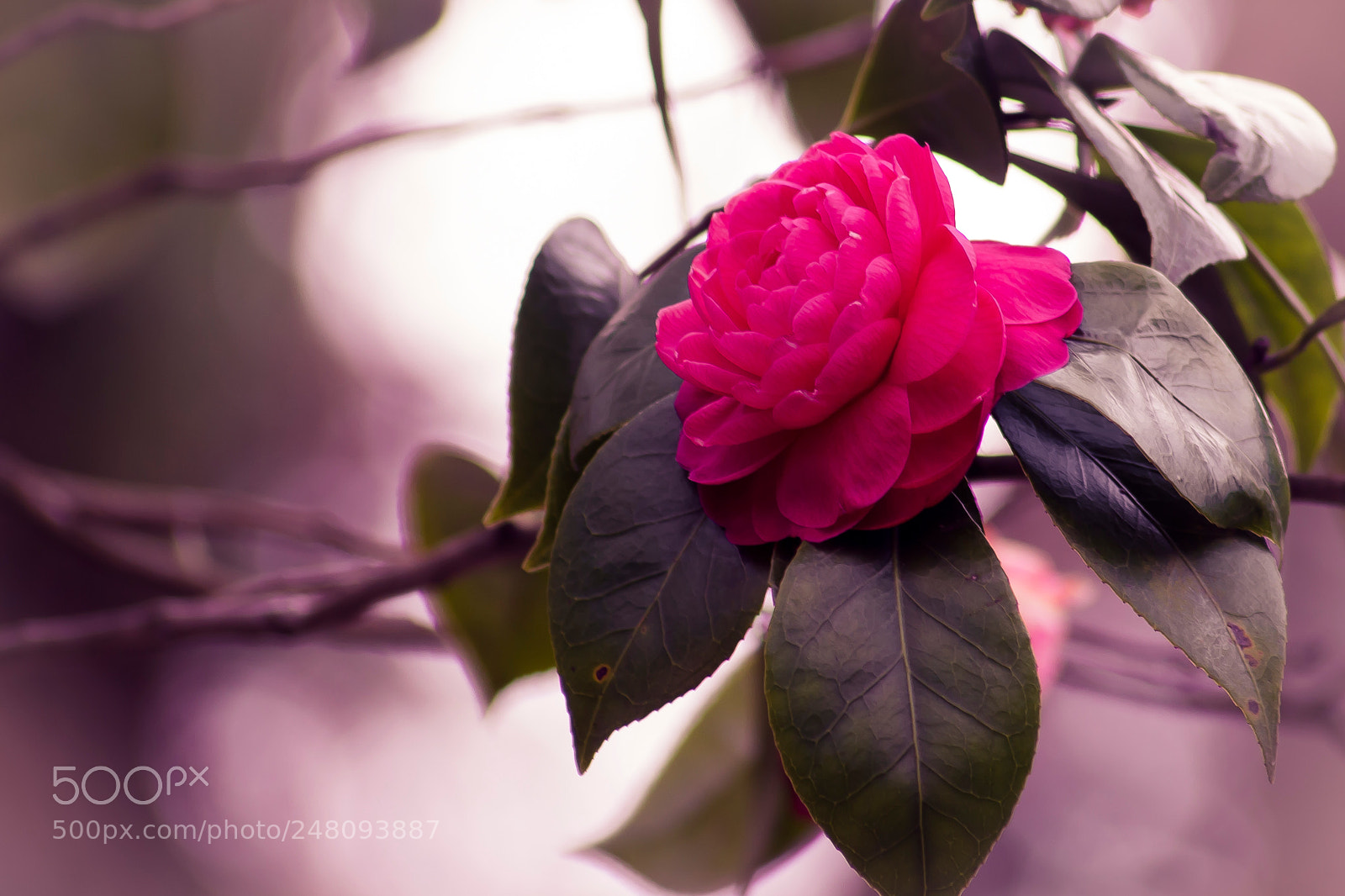 Canon EOS 600D (Rebel EOS T3i / EOS Kiss X5) sample photo. Camellia photography