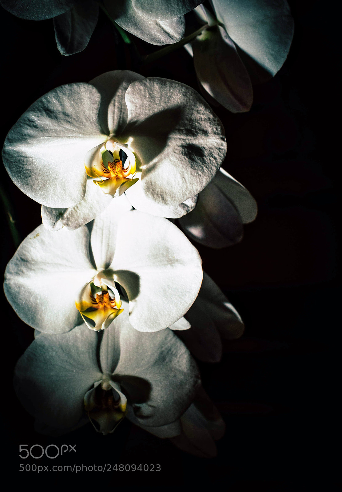Nikon D700 sample photo. Orchid bloom photography