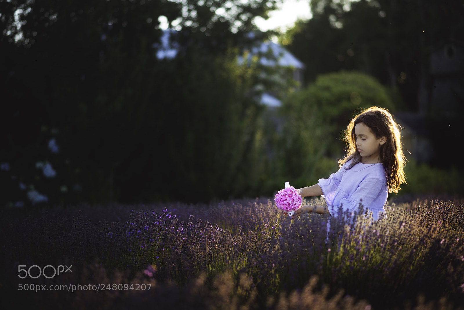 Nikon D610 sample photo. Watering lavenders photography