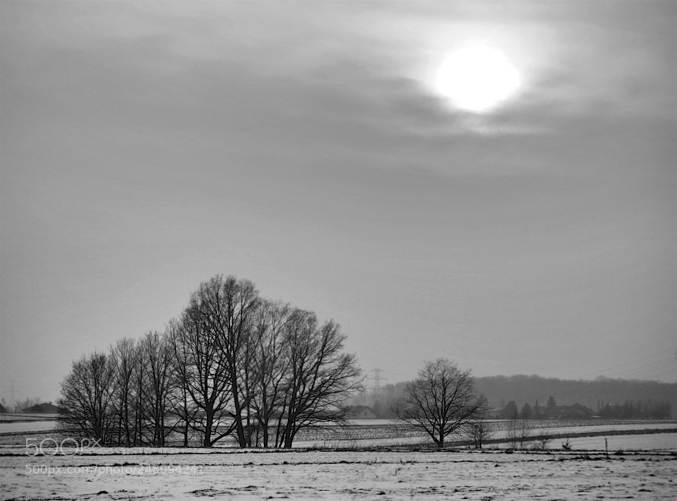 Panasonic Lumix DMC-G1 sample photo. Sunset trees photography