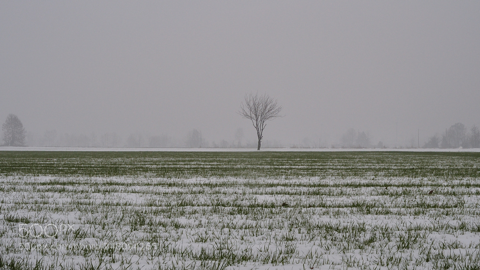 Nikon D5000 sample photo. Hide and seek in photography