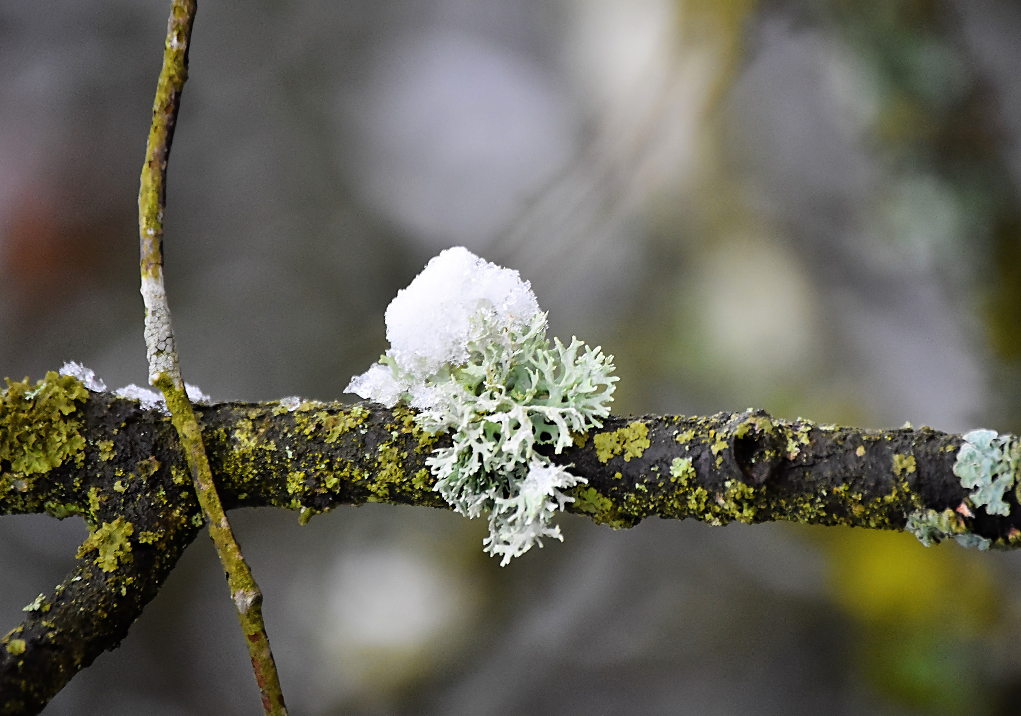 Nikon D5600 sample photo