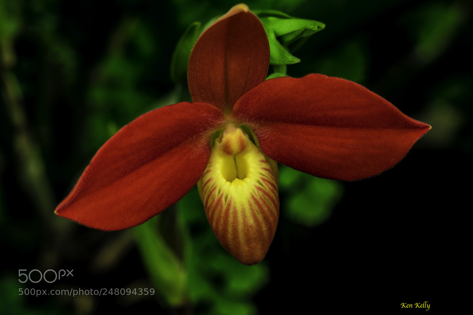 Canon EOS 7D Mark II sample photo. Slipper orchid photography