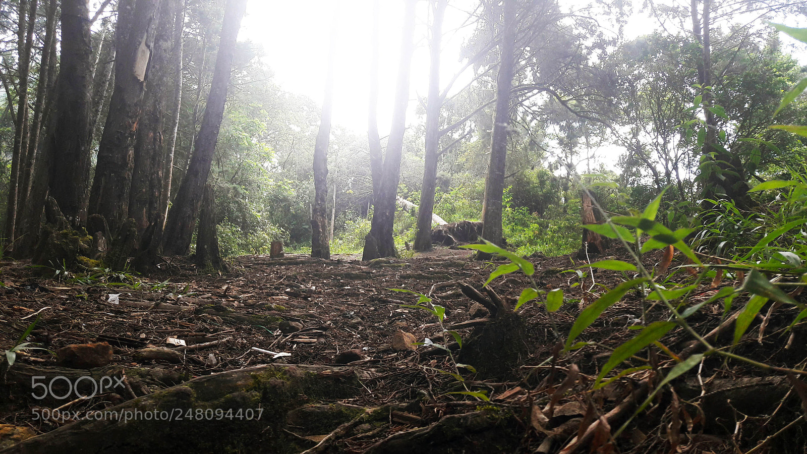 Samsung Galaxy A5(2016) sample photo. The way photography