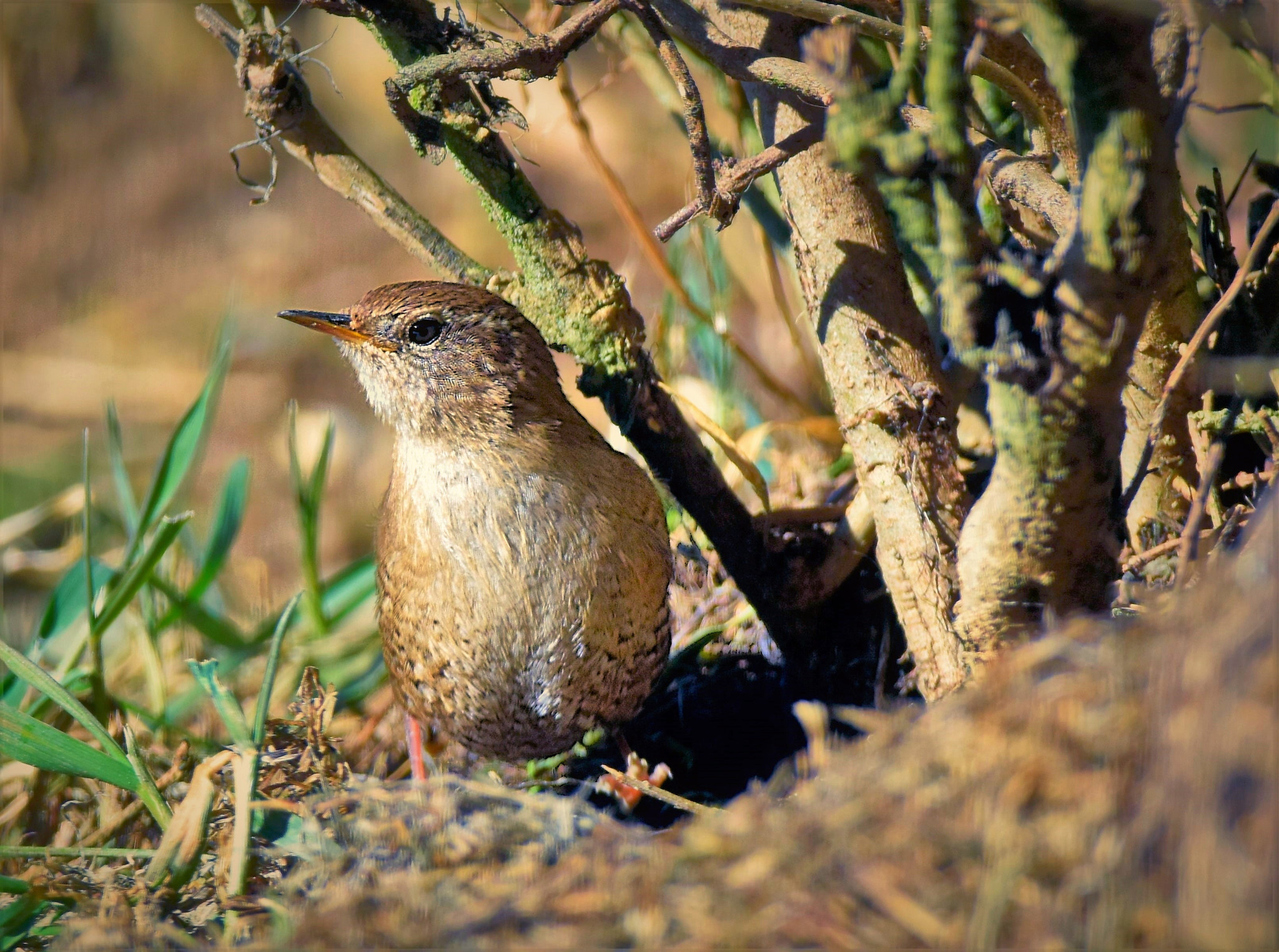 Nikon D5600 + Sigma 150-600mm F5-6.3 DG OS HSM | C sample photo. Zaunkönig photography