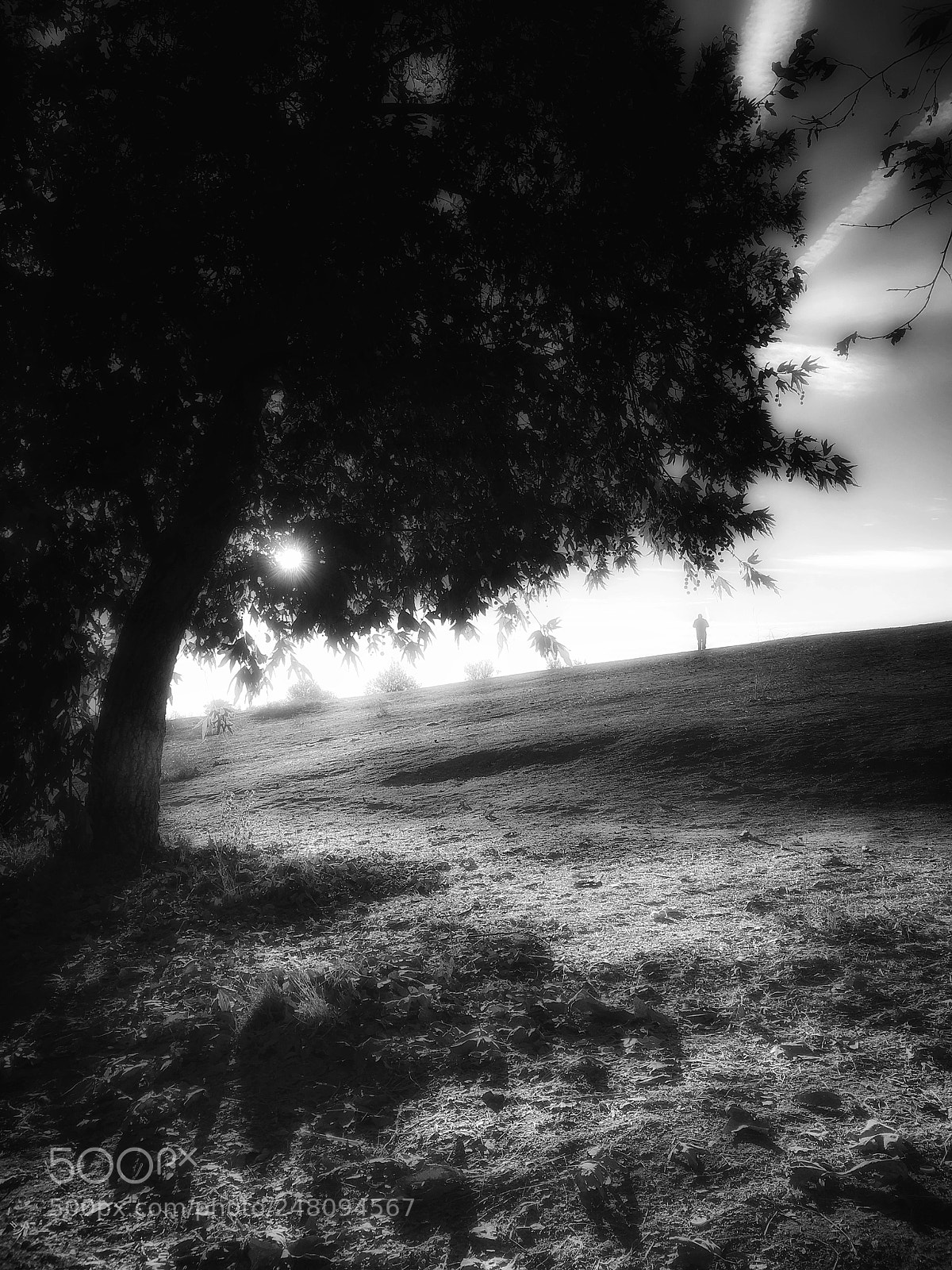 Apple iPad Pro sample photo. Tree in the foothill photography