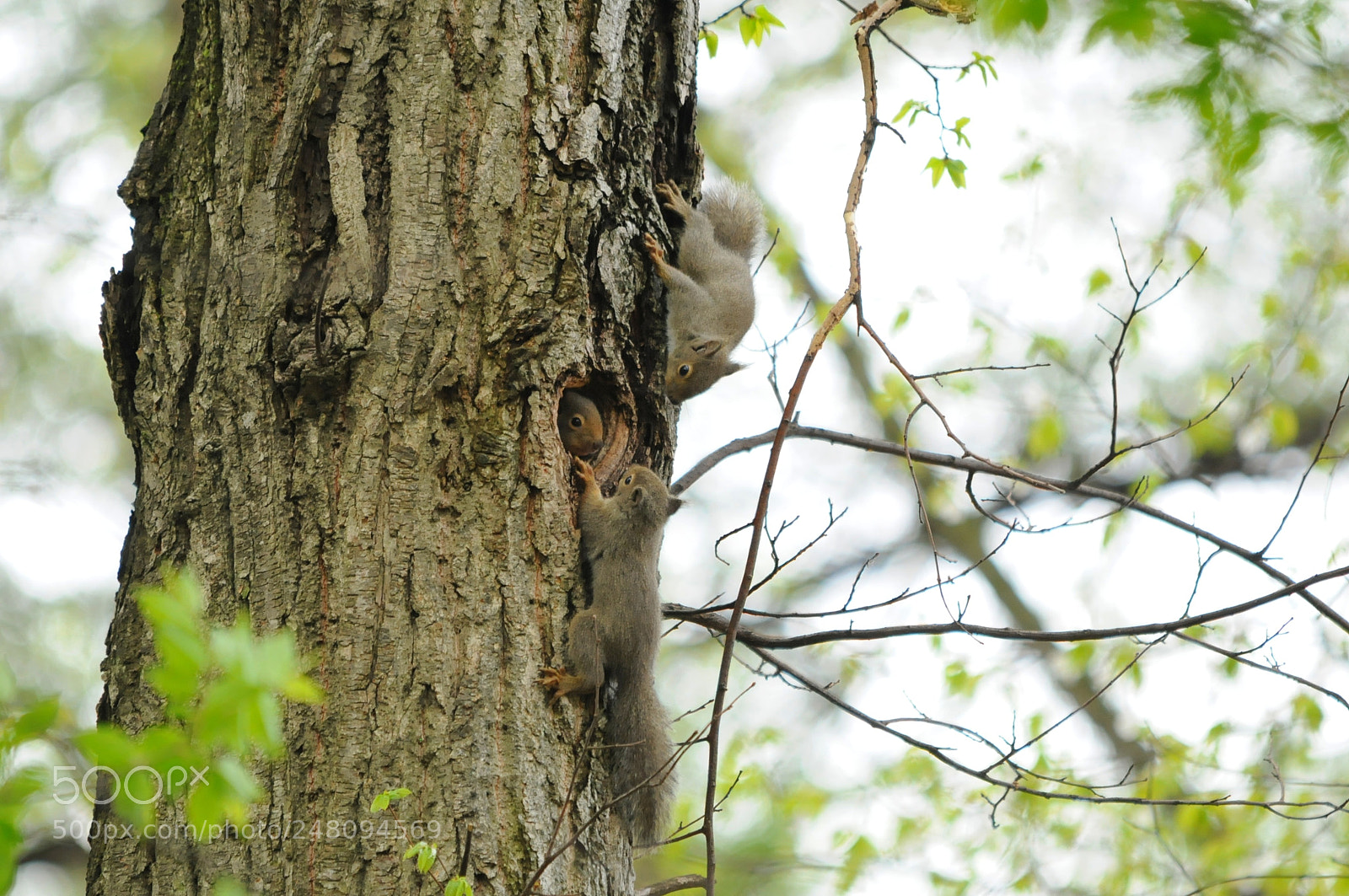 Nikon D300 sample photo. Squirrel photography