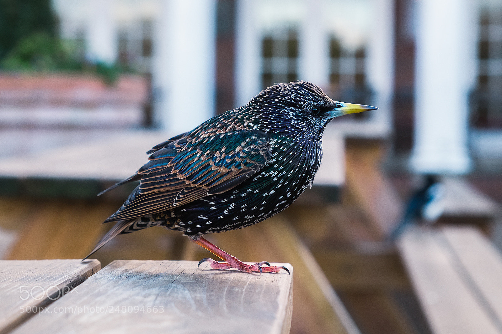 Fujifilm X-T1 sample photo. Common starling  photography