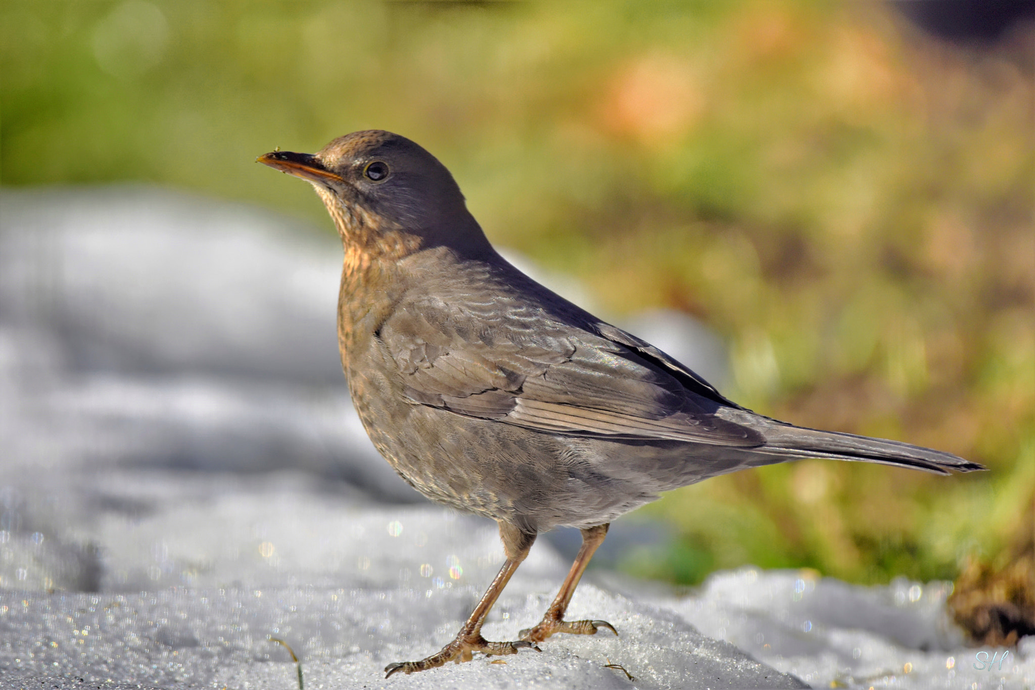 Sigma 150-600mm F5-6.3 DG OS HSM | C sample photo. Amsel photography