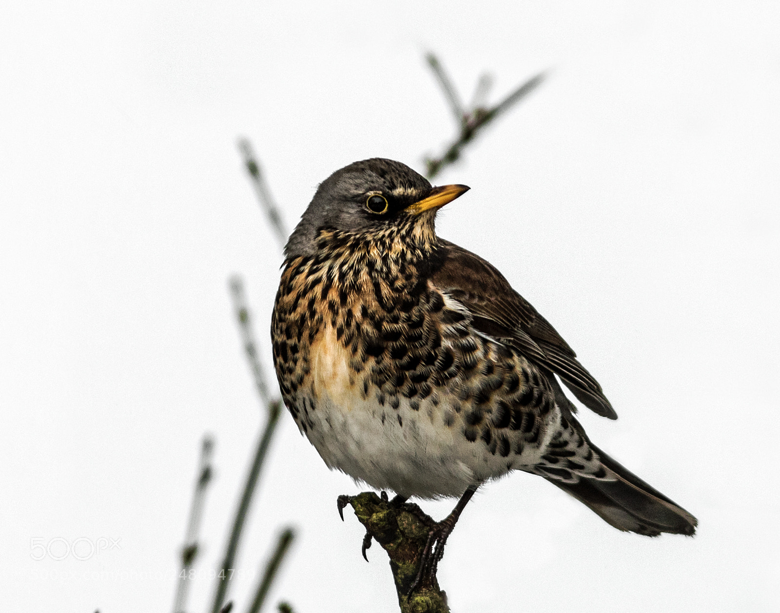 Canon EOS 7D Mark II sample photo. Fieldfare photography