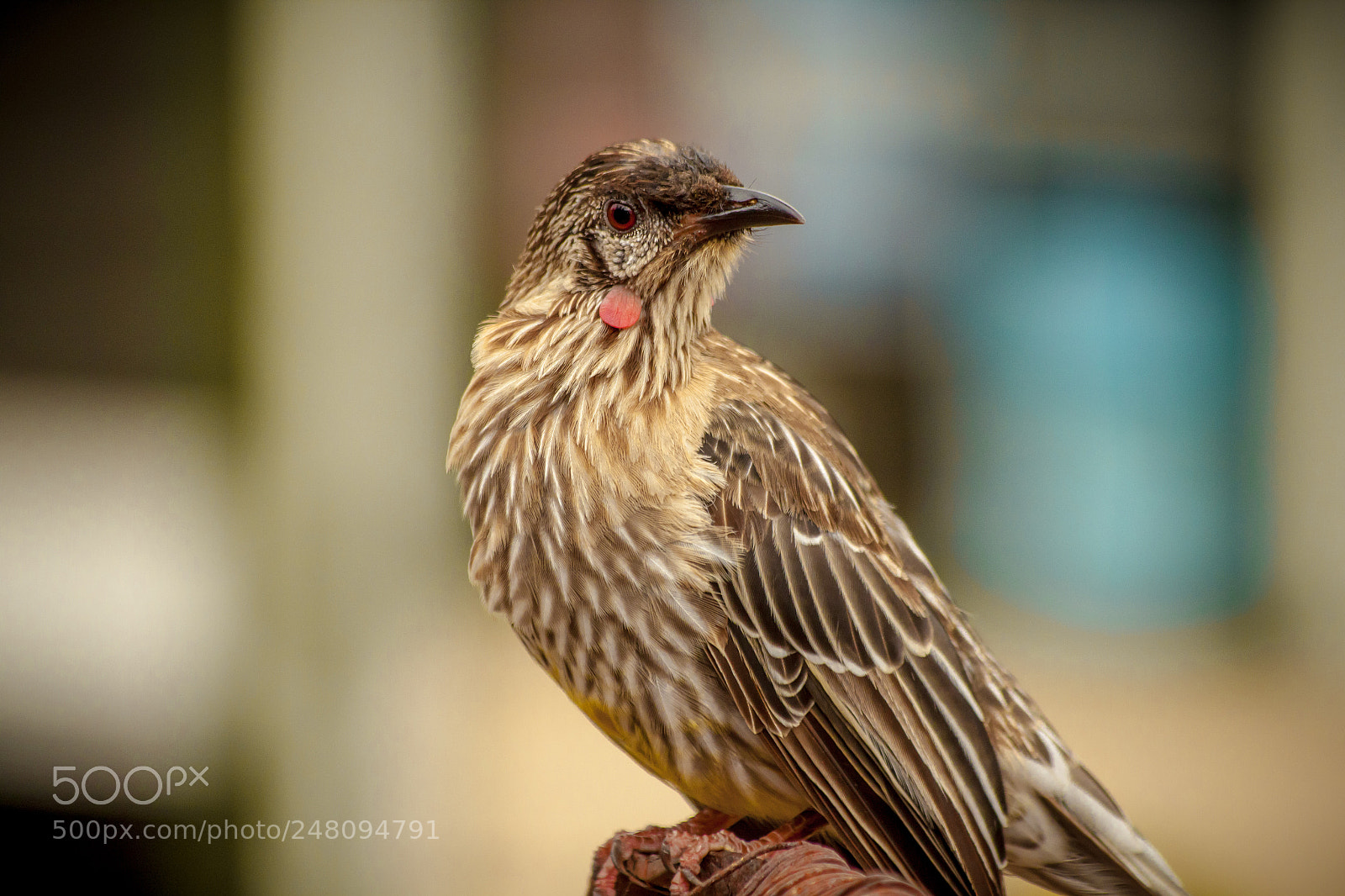 Canon EOS 500D (EOS Rebel T1i / EOS Kiss X3) sample photo. Red wattlebird photography