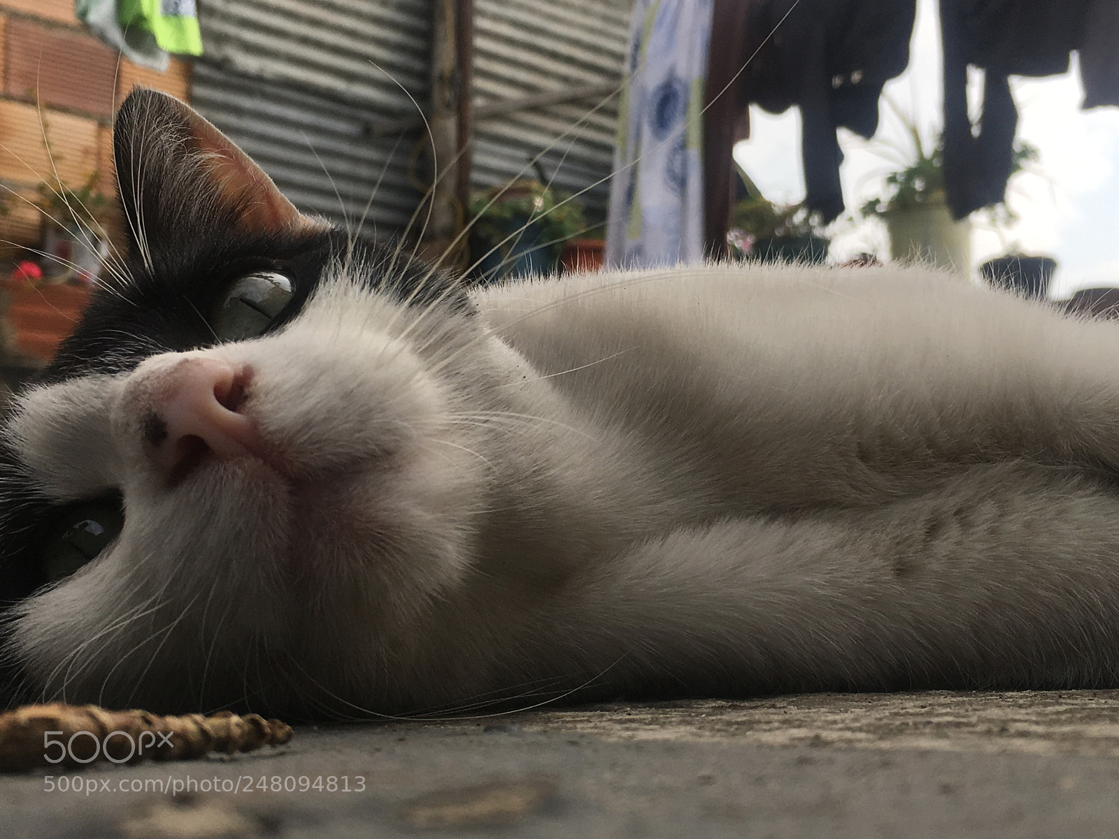 Apple iPhone SE sample photo. ? lucky photography