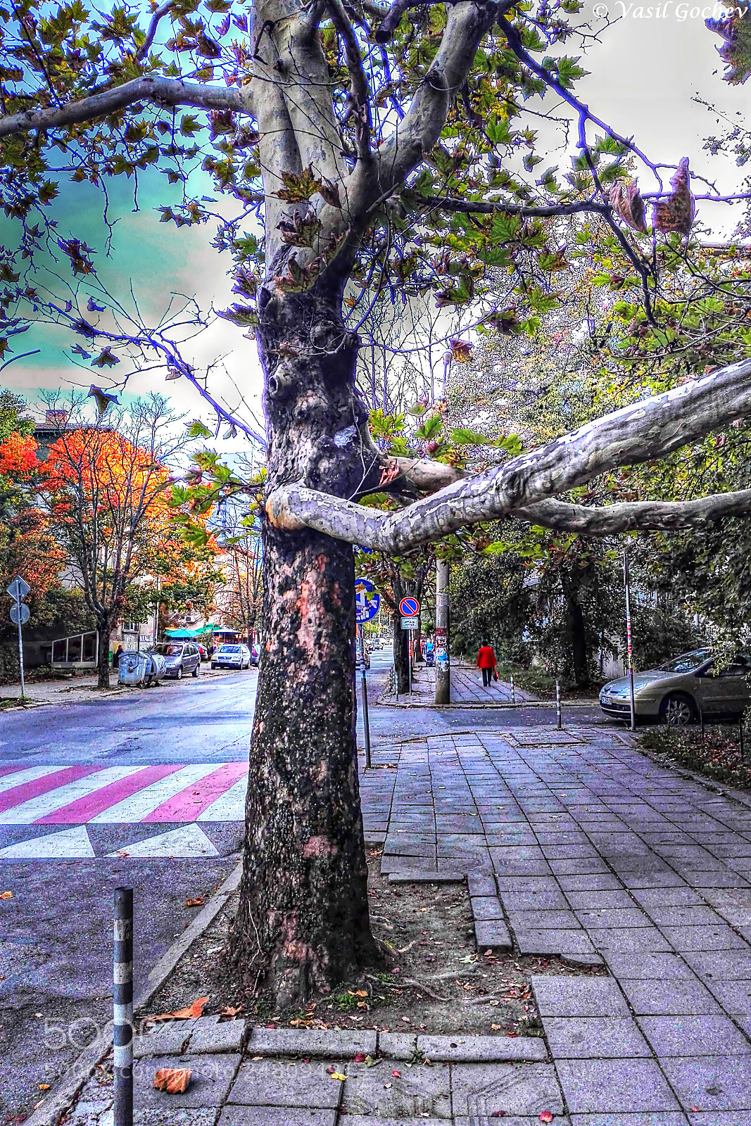 HUAWEI Y6II sample photo. Painterly tree photography