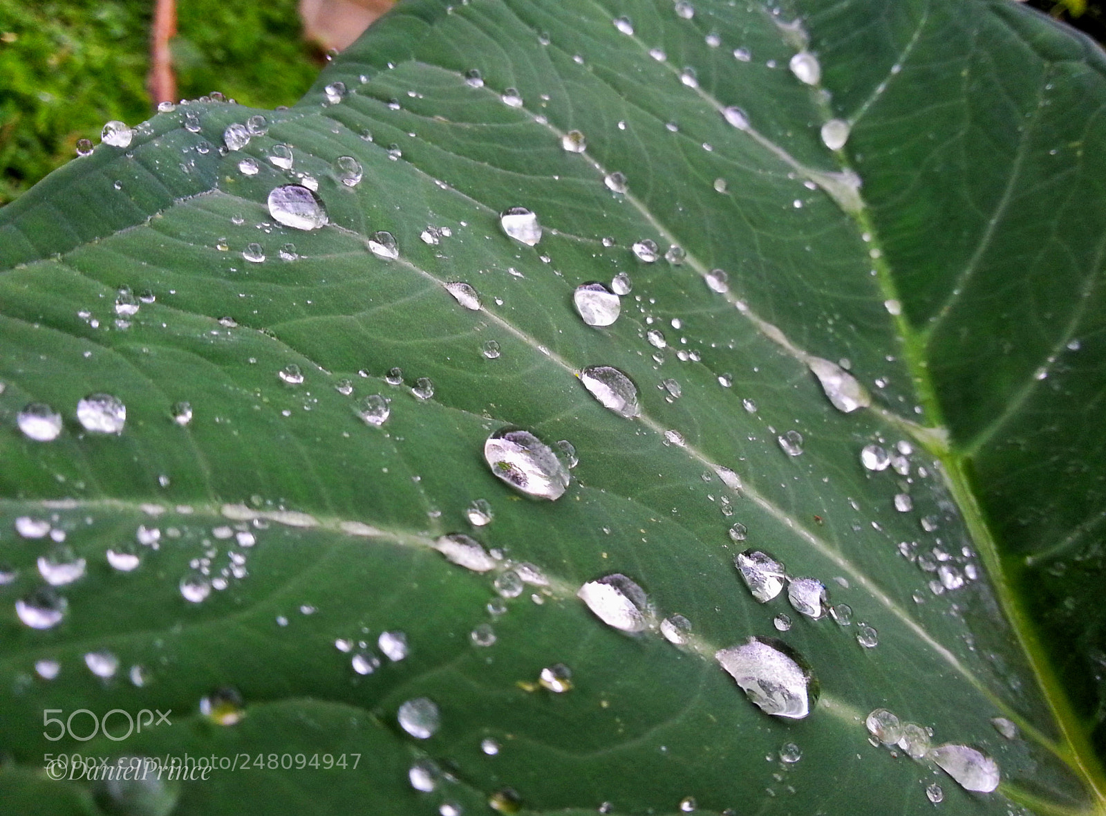 Samsung Galaxy Note2 sample photo. /_rain drops_\ photography
