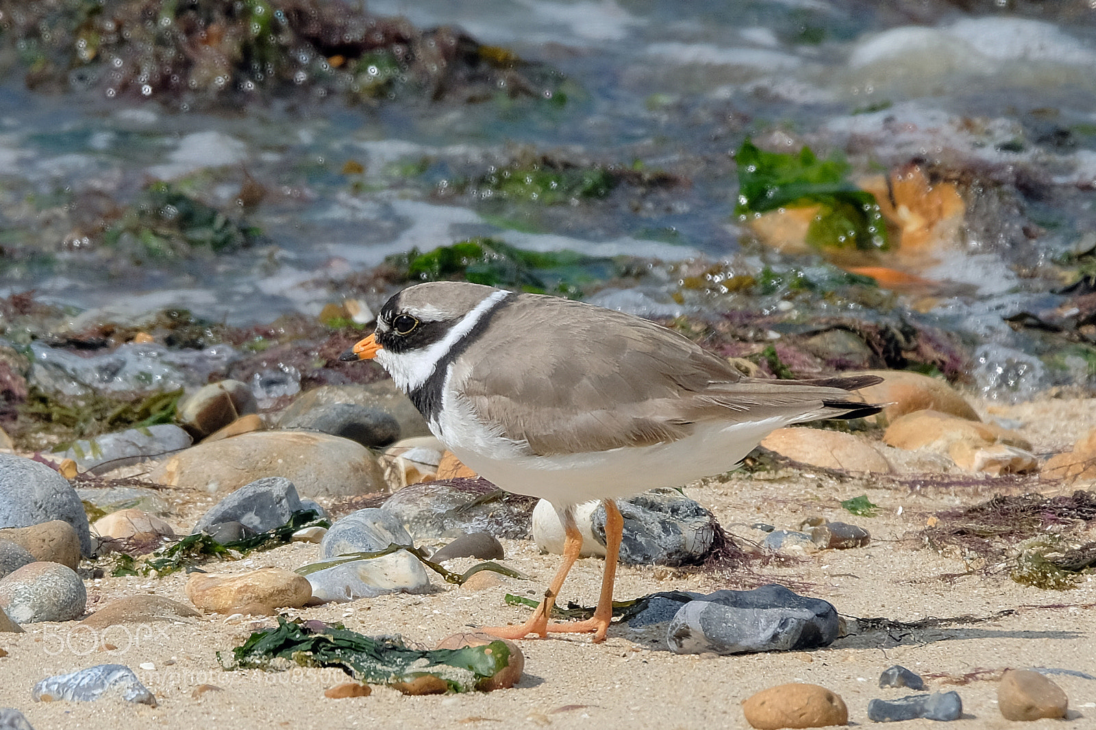 Fujifilm X-T2 sample photo. Ringed plover photography