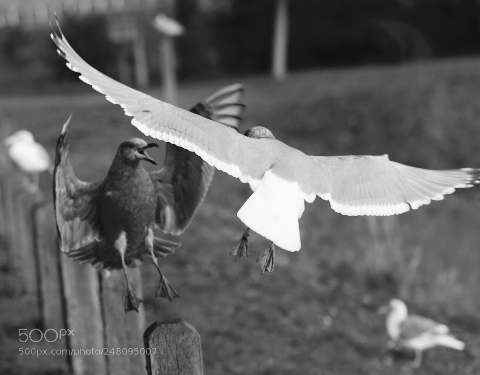 Canon EOS 6D Mark II sample photo. Untitled photography