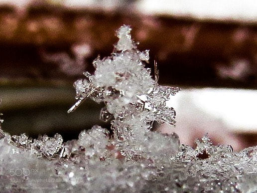 Canon PowerShot SX540 HS sample photo. Snowflakes photography