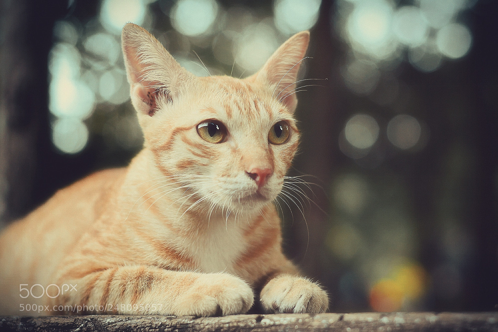 Nikon D7100 sample photo. Looking photography