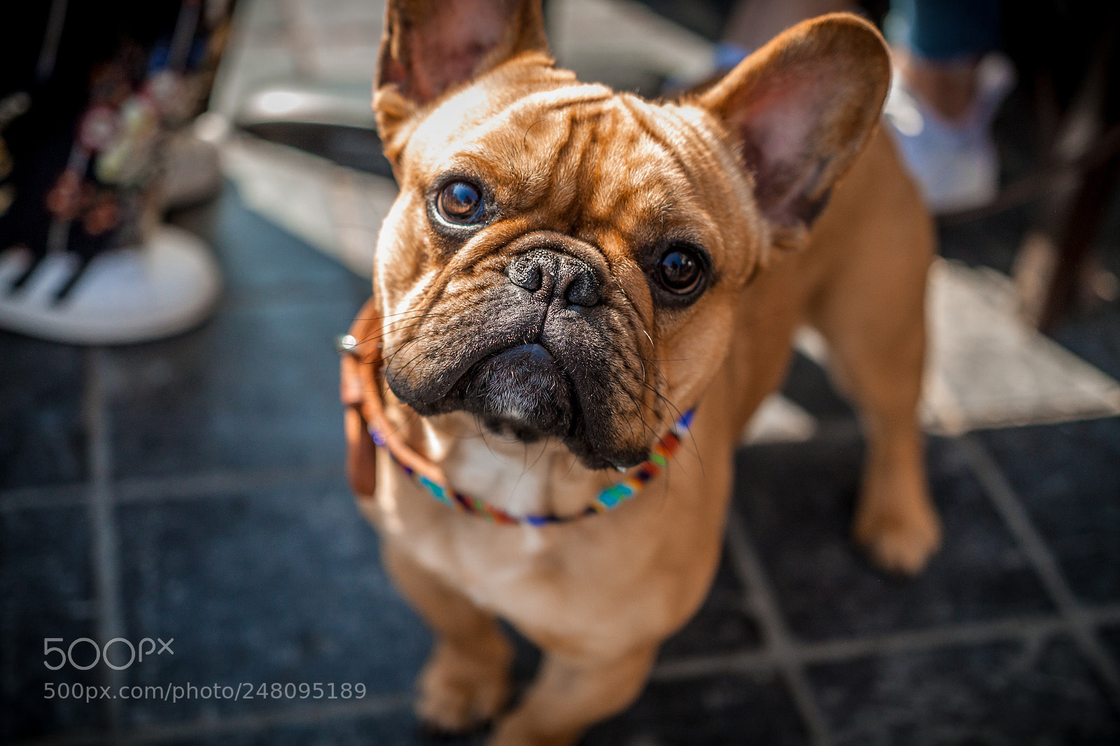 Canon EOS 500D (EOS Rebel T1i / EOS Kiss X3) sample photo. Frenchy in bruges photography