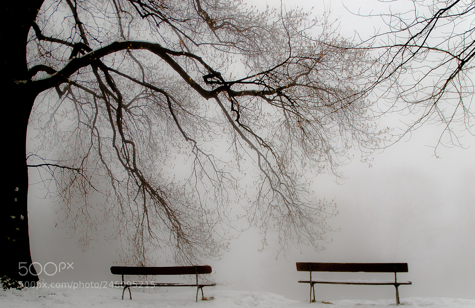 Nikon D40 sample photo. Mysterious tree photography