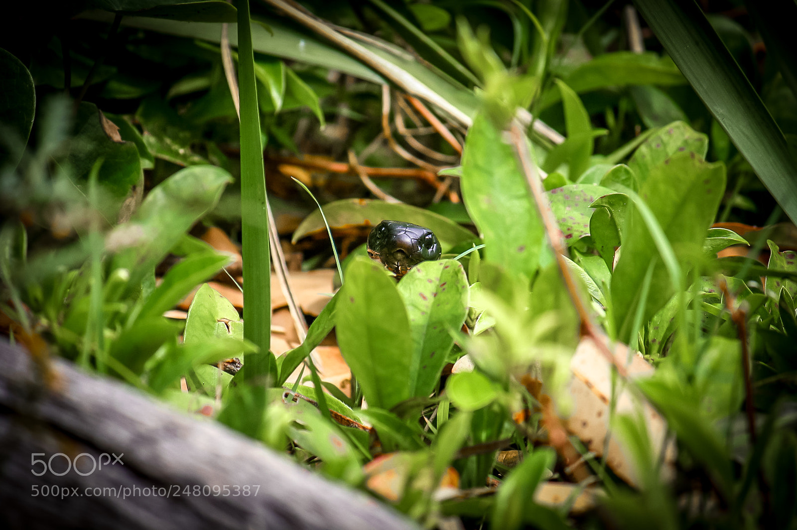 Canon EOS 1000D (EOS Digital Rebel XS / EOS Kiss F) sample photo. Snake eyes photography