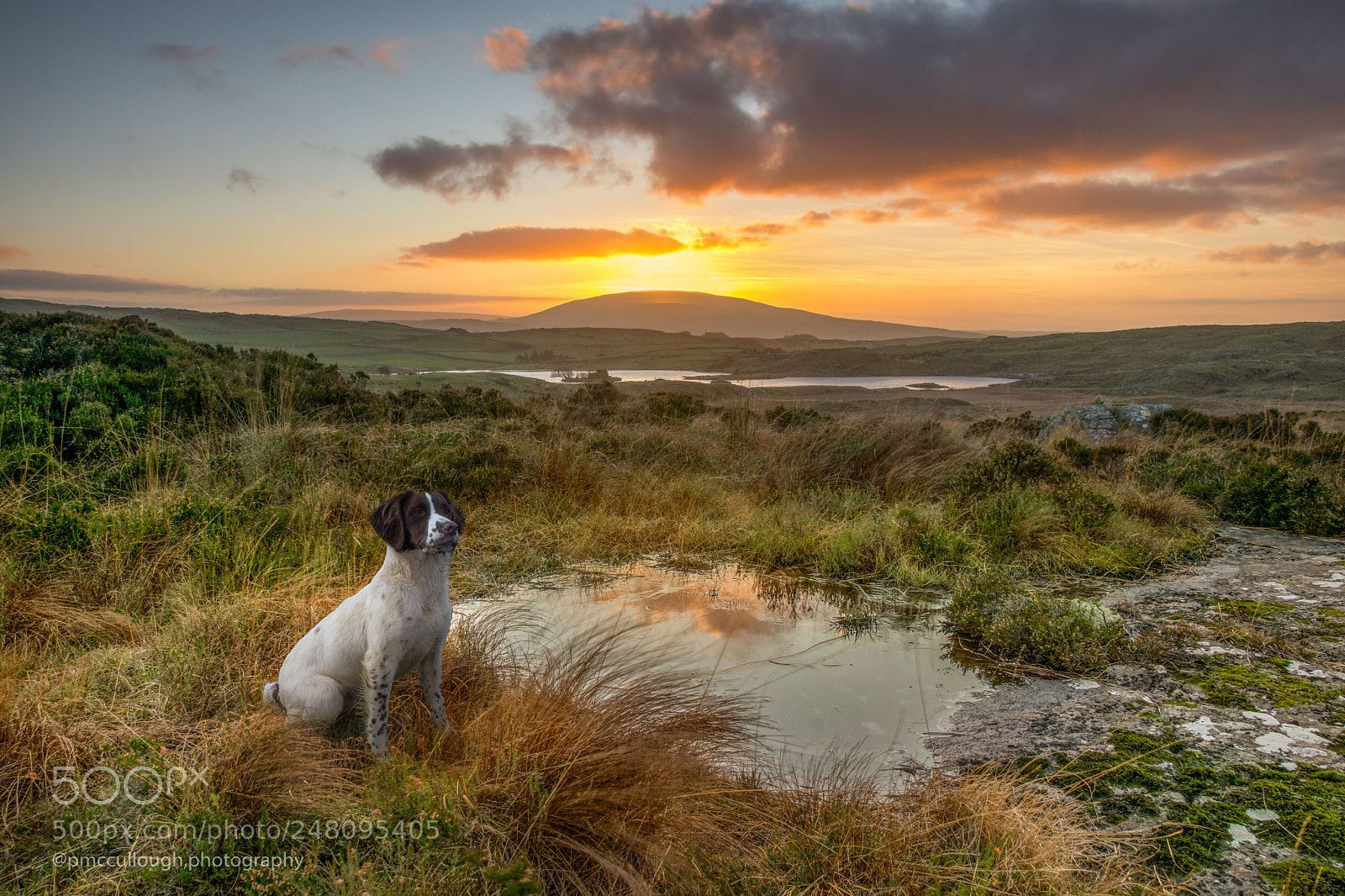 Nikon D7200 sample photo. Gun dog , evening sunset. photography