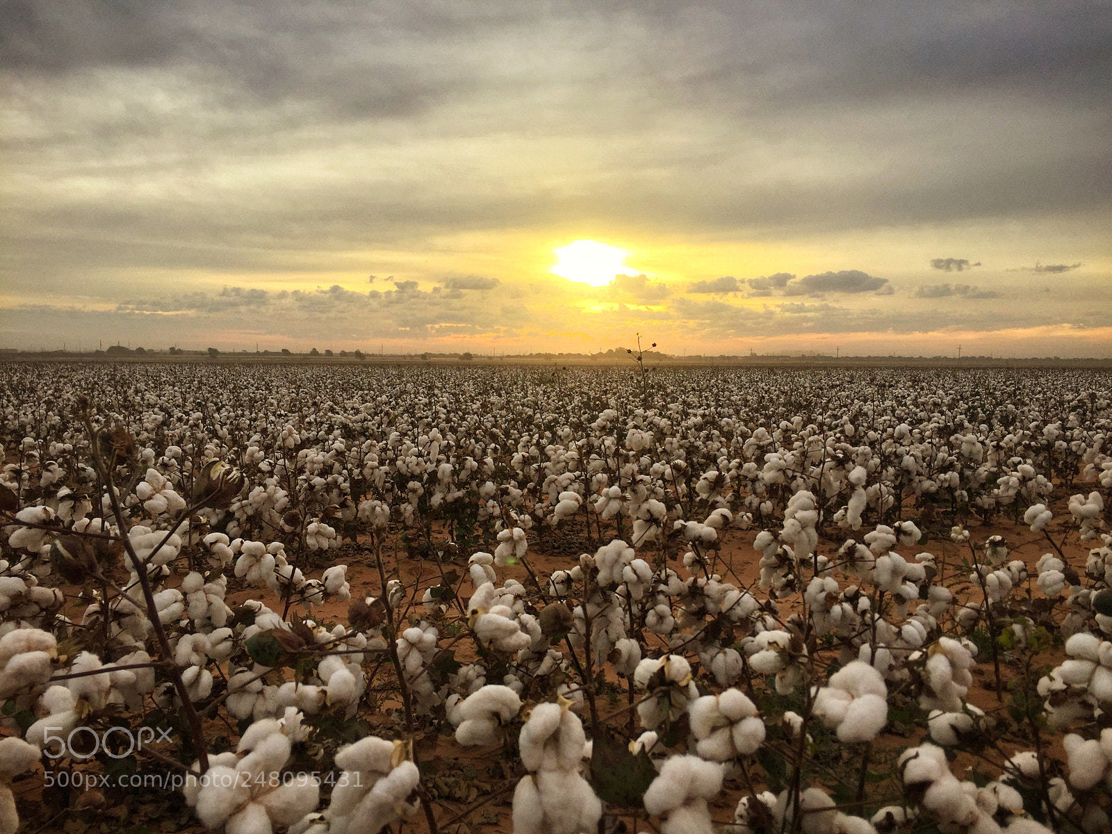 Apple iPhone 6 sample photo. West texas white gold photography