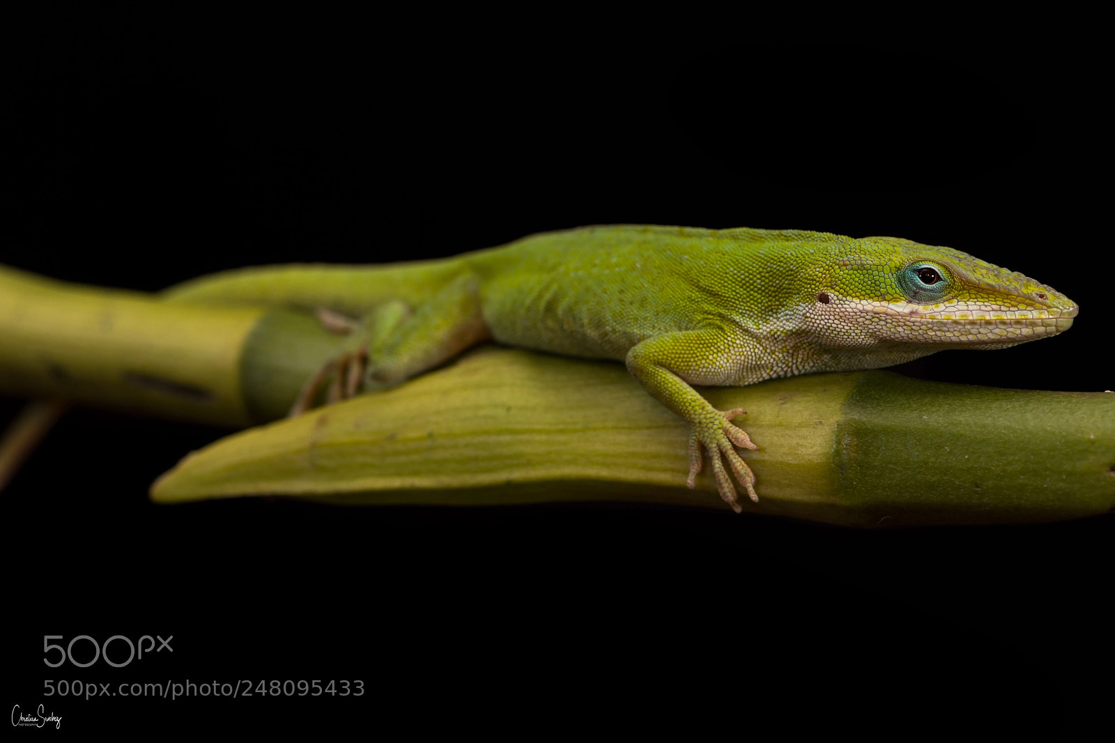 Nikon D4 sample photo. American green anole photography