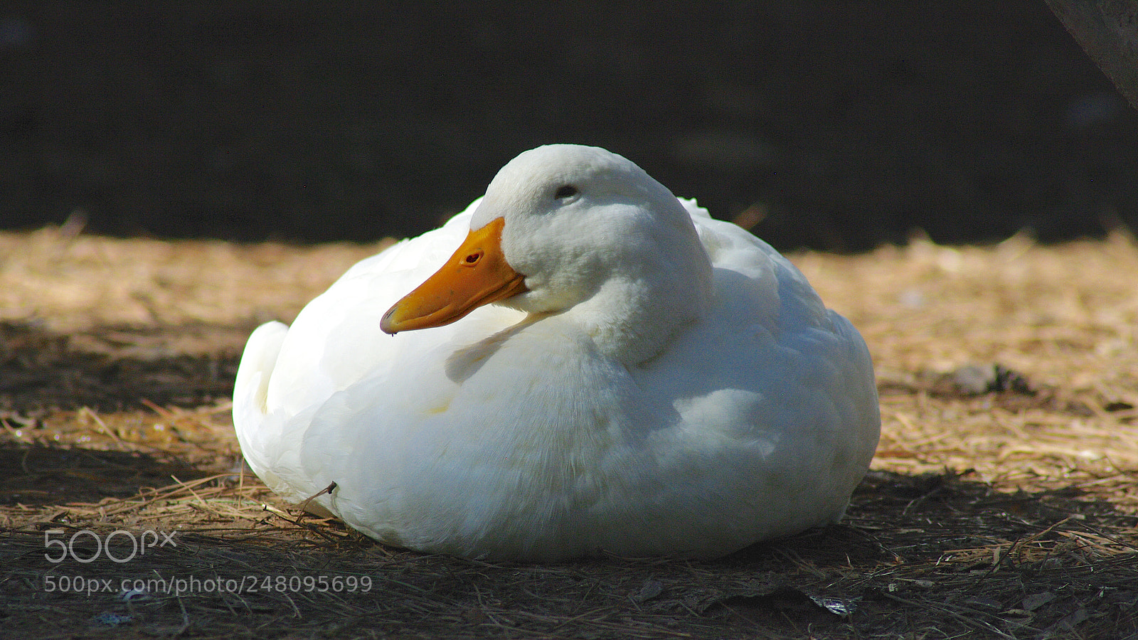 Pentax K20D sample photo. Pekin duck photography