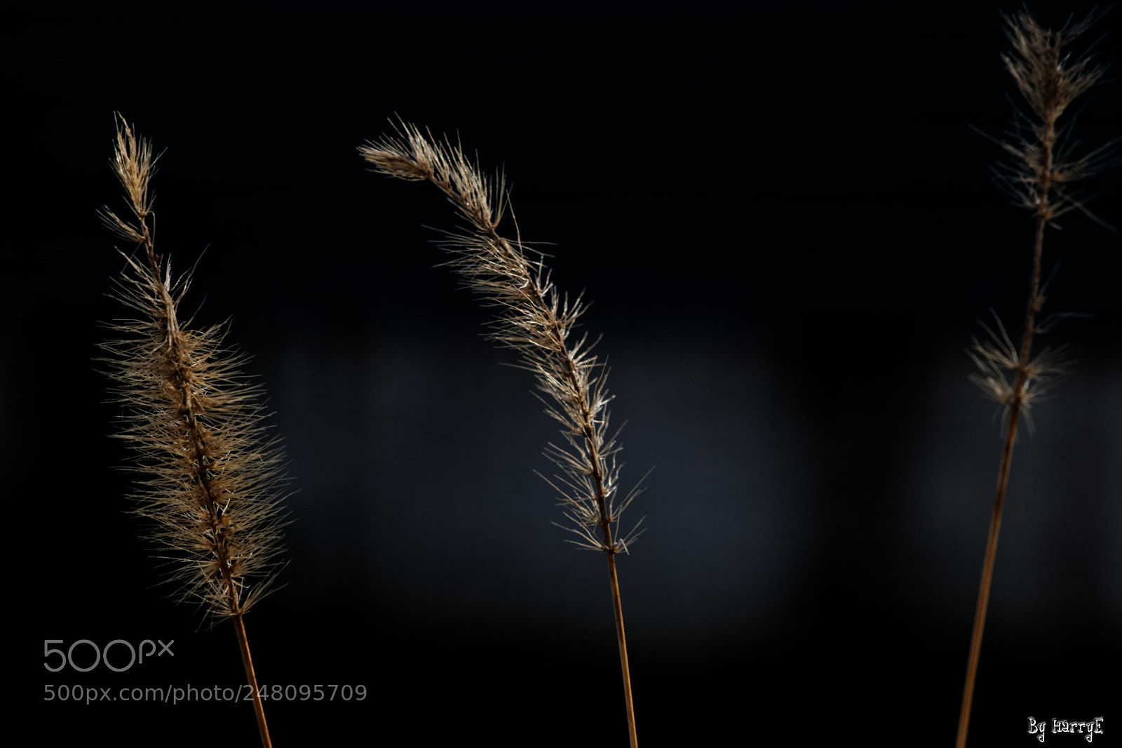 Canon EOS 700D (EOS Rebel T5i / EOS Kiss X7i) sample photo. Grass photography
