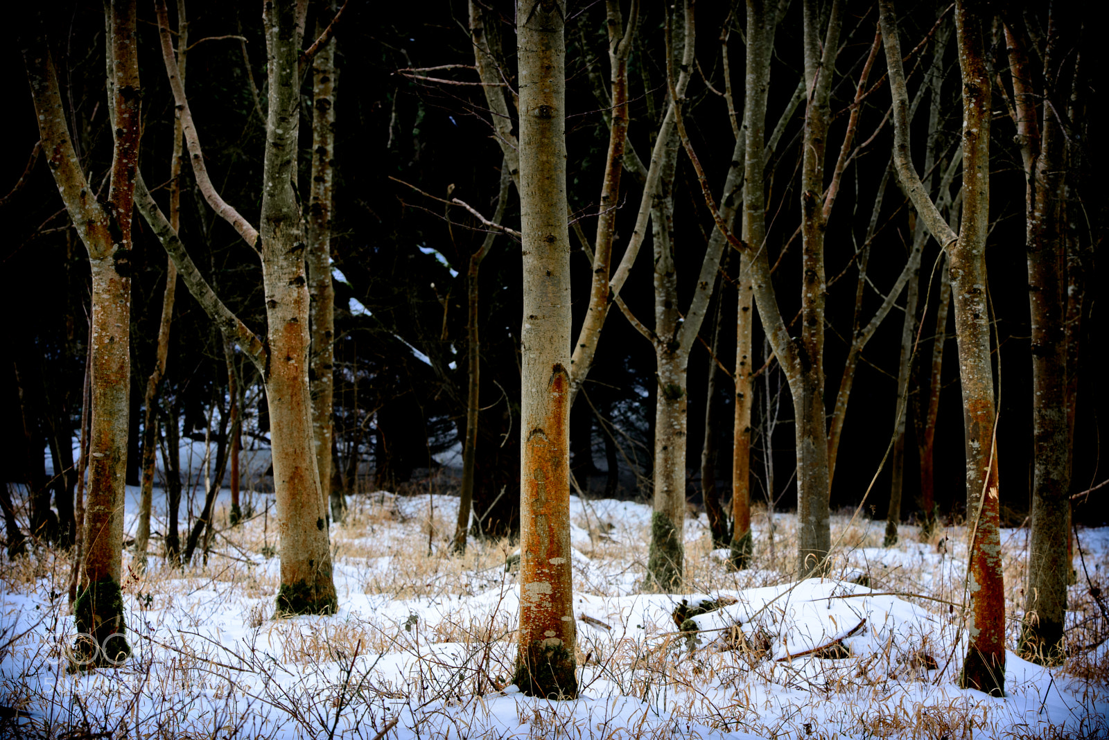 Nikon D800 sample photo. Winter colour photography