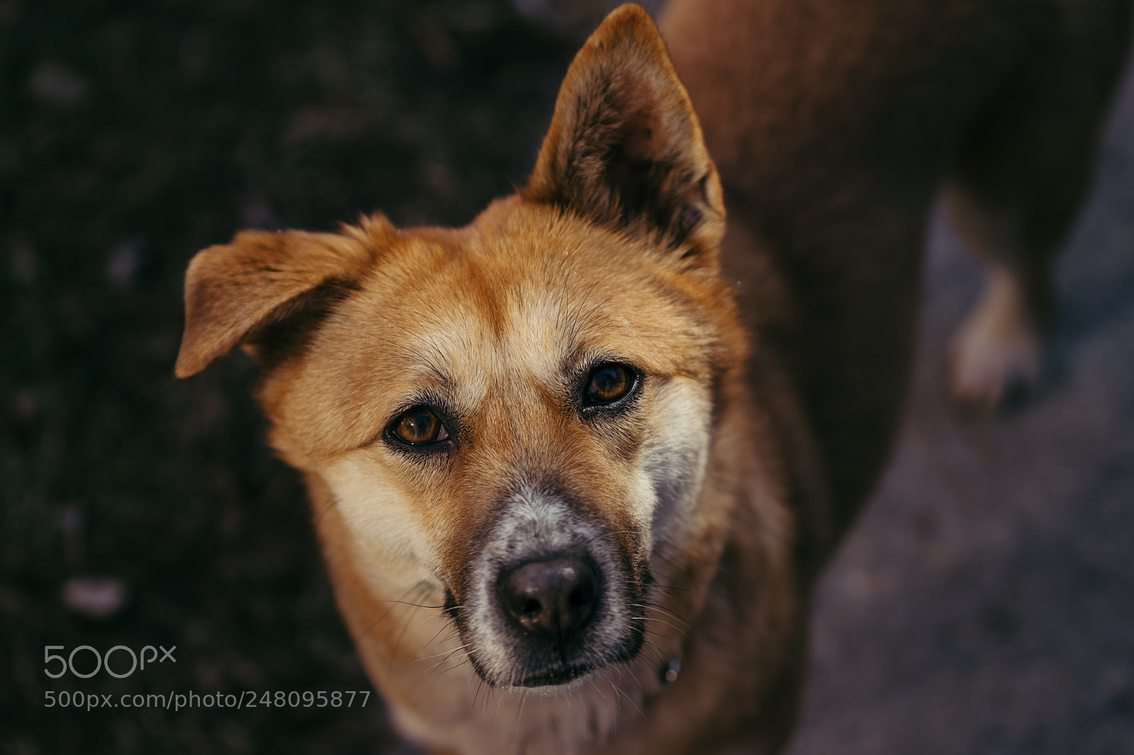 Sony a7 II sample photo. Lulu photography