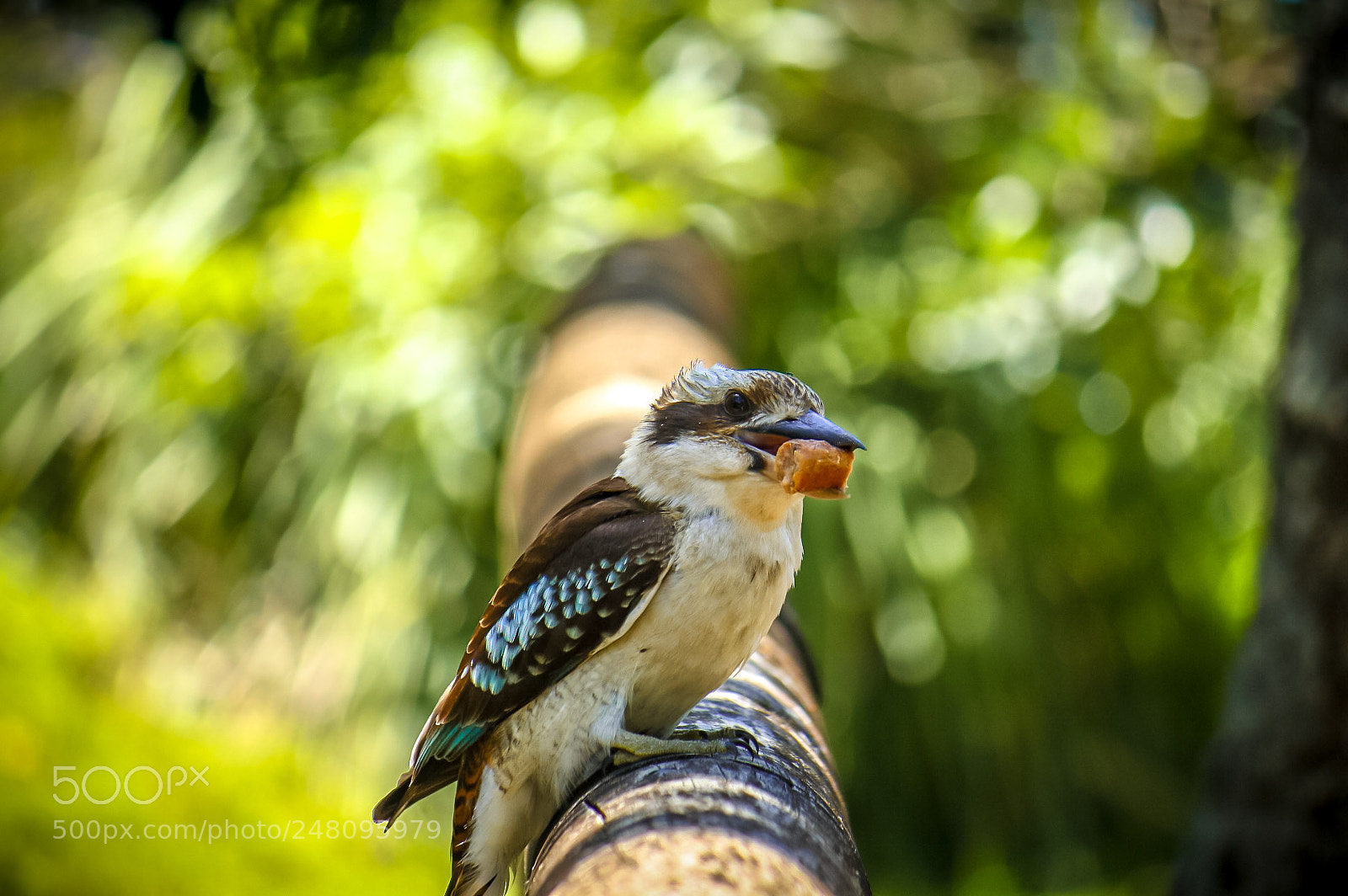 Canon EOS 1000D (EOS Digital Rebel XS / EOS Kiss F) sample photo. Kookaburra photography