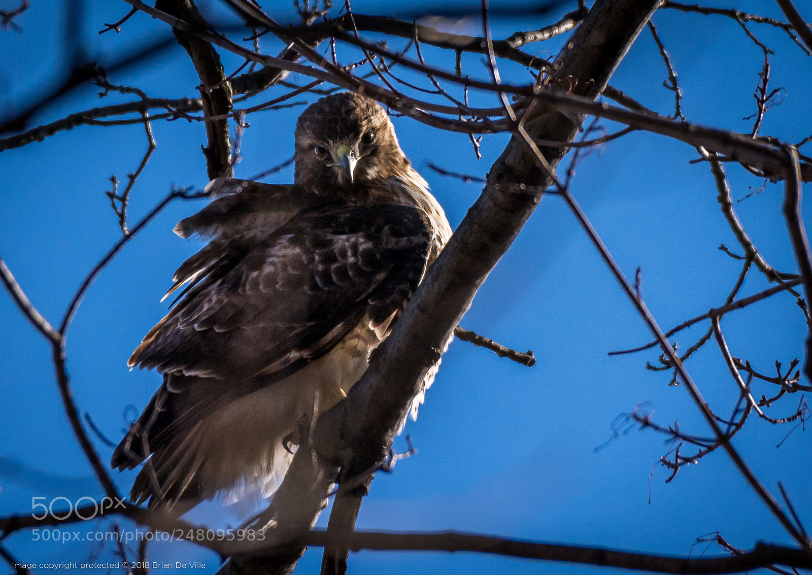 Nikon D7100 sample photo. Hawk photography